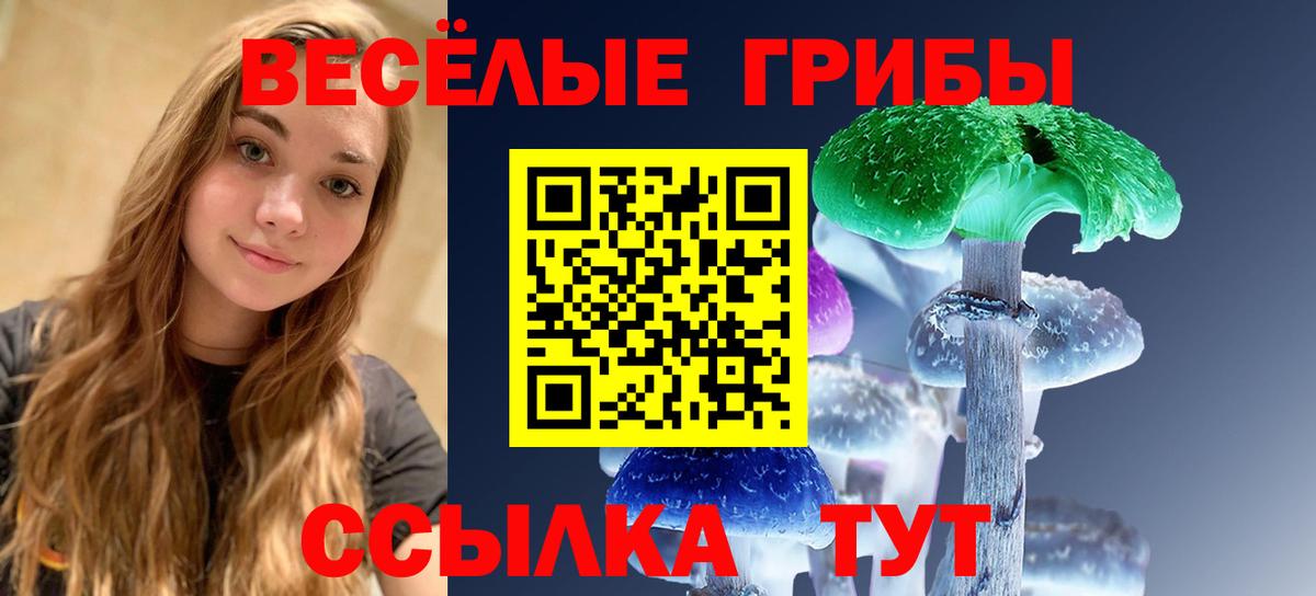 Галлюциногенные грибы Psilocybine cubensis Гатчина